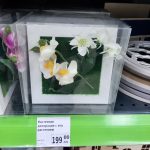 орхидея в рамке